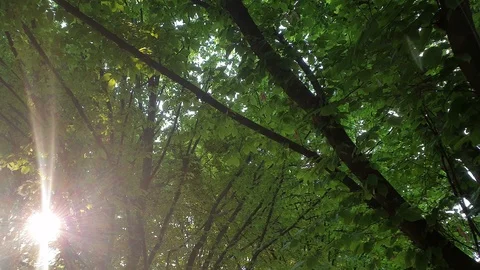 Overview of the branches of trees with the blue sky in the background. Stock Footage 124807206