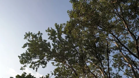 Overview of the branches of trees with the blue sky in the background. Stock Footage 124807334
