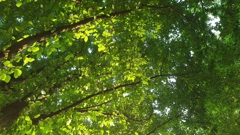 Overview of the branches of trees with the blue sky in the background. Stock Footage 124807995