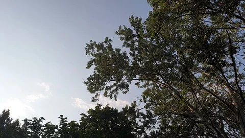 Overview of the branches of trees with the blue sky in the background. Stock Footage 124808426
