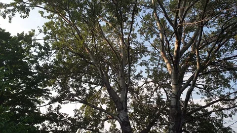 Overview of the branches of trees with the blue sky in the background. Stock Footage 124808912