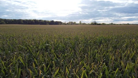 Overview of cornfield Stock Footage