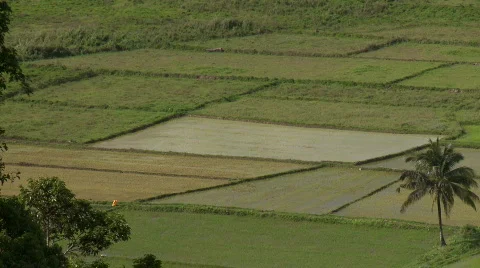 Overview of a couple of rice fields framed by trees Video stock 610084