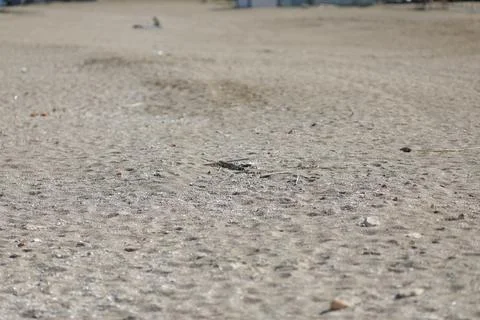 Overview of the empty Vama Veche beach and some pubs and restaurants on a s.. Stock Photos