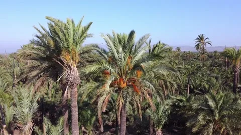 Overview flight of an oasis Video stock 138234719