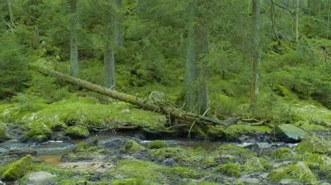 Overview Of Flowing River In Forrest 動画素材 63215000