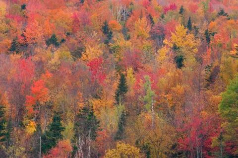 Overview of Forest in Autumn Stock Photos