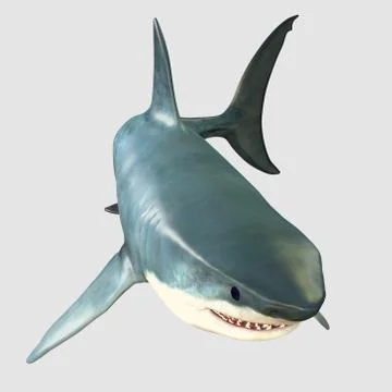 Overview Great White Shark Stock Illustration