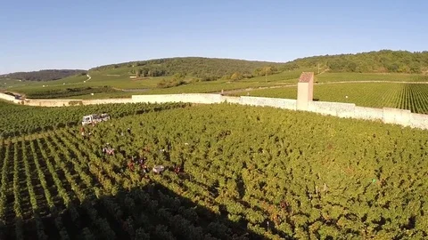 Overview of the harvest Stock Footage 83873681