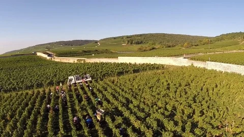 Overview of the harvest Stock Footage 83873754