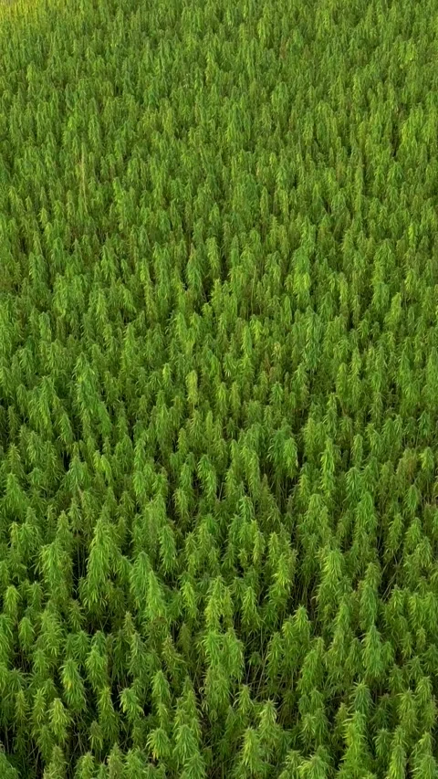 Overview hemp field revealing of big plantation as field crop in Germany ver Stock Footage 341703565