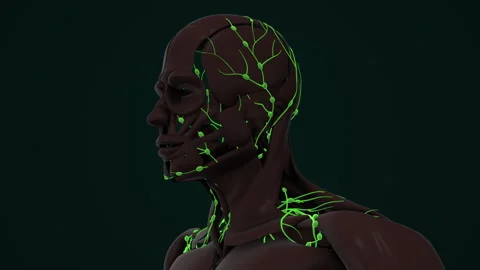 An Overview of Human Lymphatic System Anatomy Stock Footage 262532178