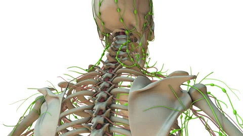 An Overview of the Human Lymphatic System Video stock 255165630
