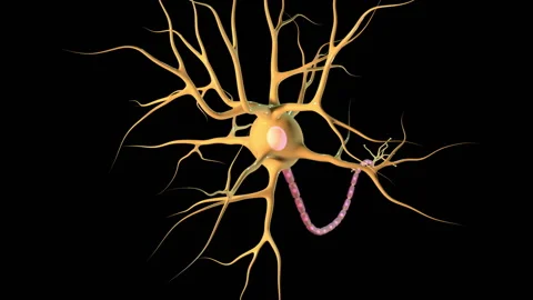 Overview of the Human Neuron Stock Footage 141066249