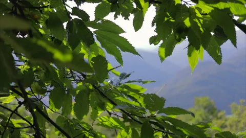 Overview inside a chestnut forest. Stock Footage 137452807