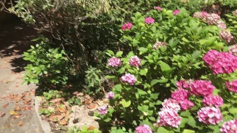 Overview of an internal garden Stock Footage 91789270