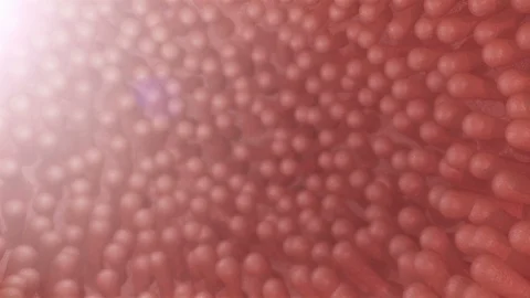 Overview Of Intestinal Villi Video stock 125606367