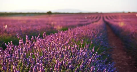 Overview of lavender field Video stock 247287668