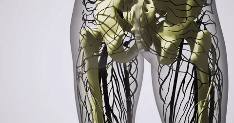 Overview of leg blood vessels: structure and function highlighted Video stock 304519097
