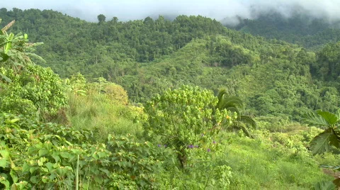 Overview oder rain Forest with low clouds Video stock 608751