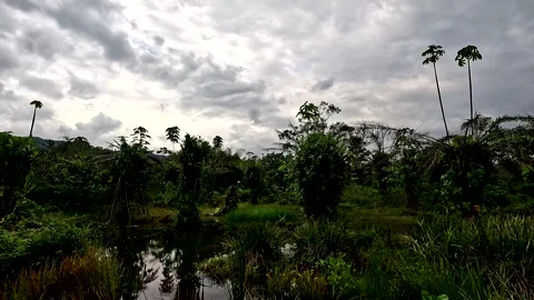 Overview of an old oil palm tree plantation killed by a pest 库存影片 336934038