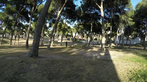 Overview of the park with trees, and shadows during a sunset Stock Footage 47949520