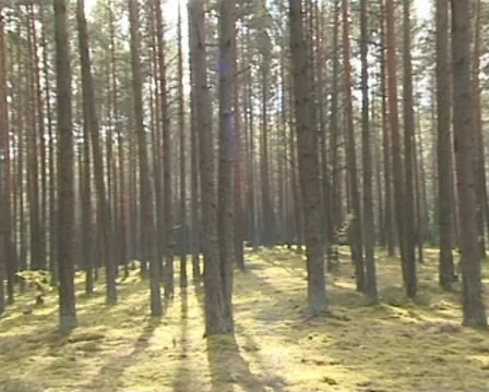 Overview of pine forest. Trunks and sun rays penetrating. Stock Footage
