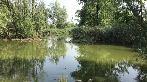 Overview on the pond Stock Footage 91981079