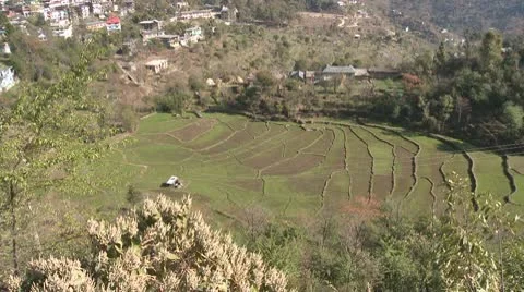Overview of rice fields Video stock 10787584