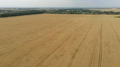 Overview of ripened wheat fields Video stock 155357248