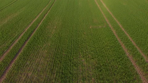 An overview of the rows and dirt roads in rural Latvia where parallel Stock Footage 130547645