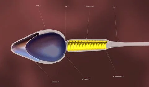 An overview of sperm anatomy Illustrazione stock