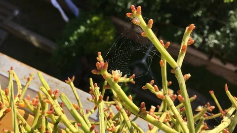 Overview on succulent plant inside the pot with spider web 库存影片 129569807