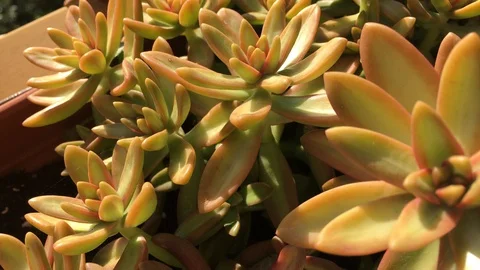 Overview on succulent plant inside the pot 库存影片 129569809