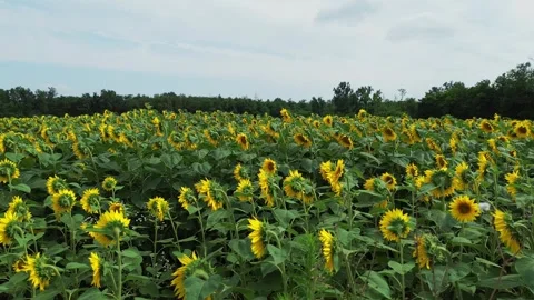 Overview of a sunflower field with a drone Stock Footage 279645656