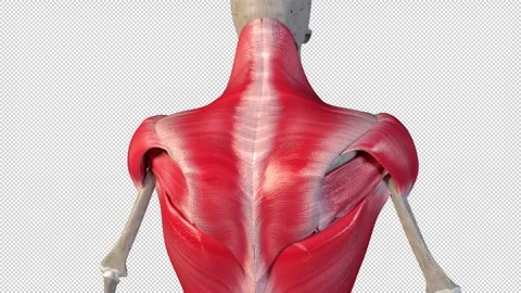Overview of the Superficial Muscles of the Back Video stock 161321384