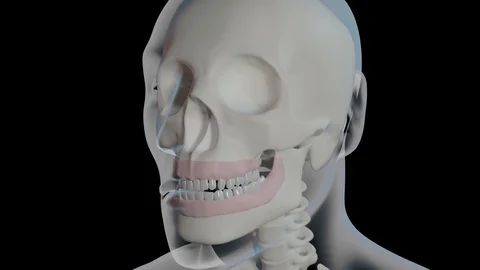 Overview Of Teeth 動画素材 122122880