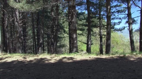 Overview of a thick pine forest Stock Footage 52313233