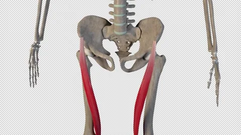 Overview of the Thigh Muscles 스톡 동영상 161321409