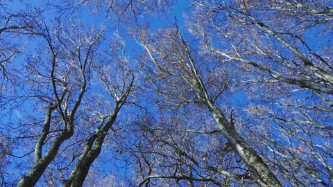 Overview of the tops of the beech trees in autumnal guise Stock-Footage 144220091