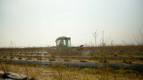 Overview of tractor riding through blueberry field on a sunny day. Video stock 191035867