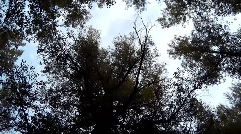 Overview tree of heaven to the root of the trunk Stock Footage 68143838