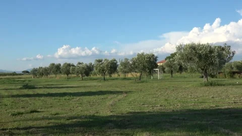 Overview of a Tuscany field olive trees 動画素材 296994583