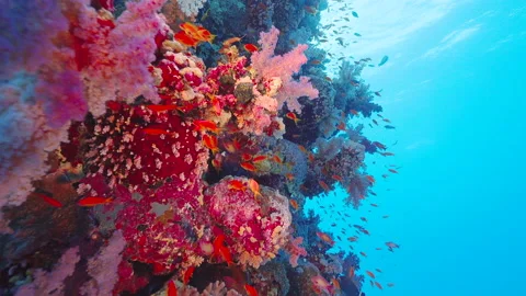 Overview of a vertical reef in slowmotion 스톡 동영상 235187615