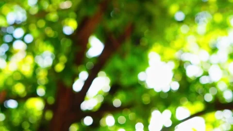 Overview video of the summer park space with deciduous trees out of focus w.. Vídeos de archivo 336673032
