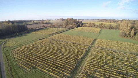 Overview of vines in Armagnac II Stock Footage 70989992