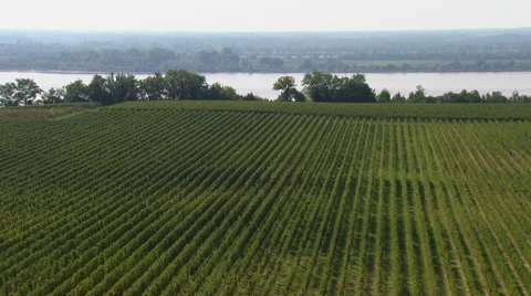 Overview of vines Stock Footage 51181927