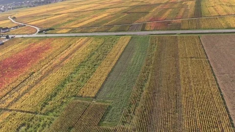 Overview of the vineyards by helicopter Stock Footage 83873156