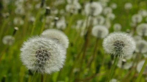 Overview of white dandelion Vídeos de archivo 5747355