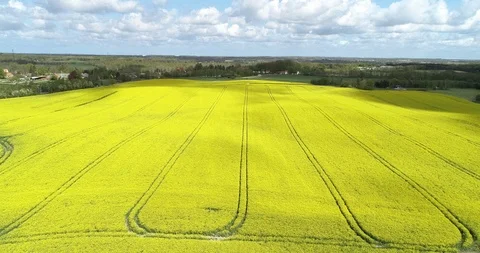 Overview of yellow field Stock Footage 107647497